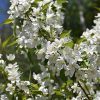 Crabapple Starlite #20 - Image 3
